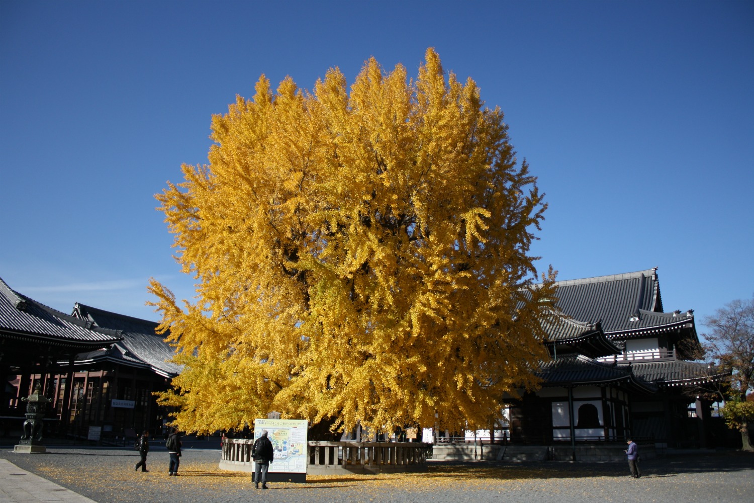 Autumn in Japan: gingkos, maples and hot tea