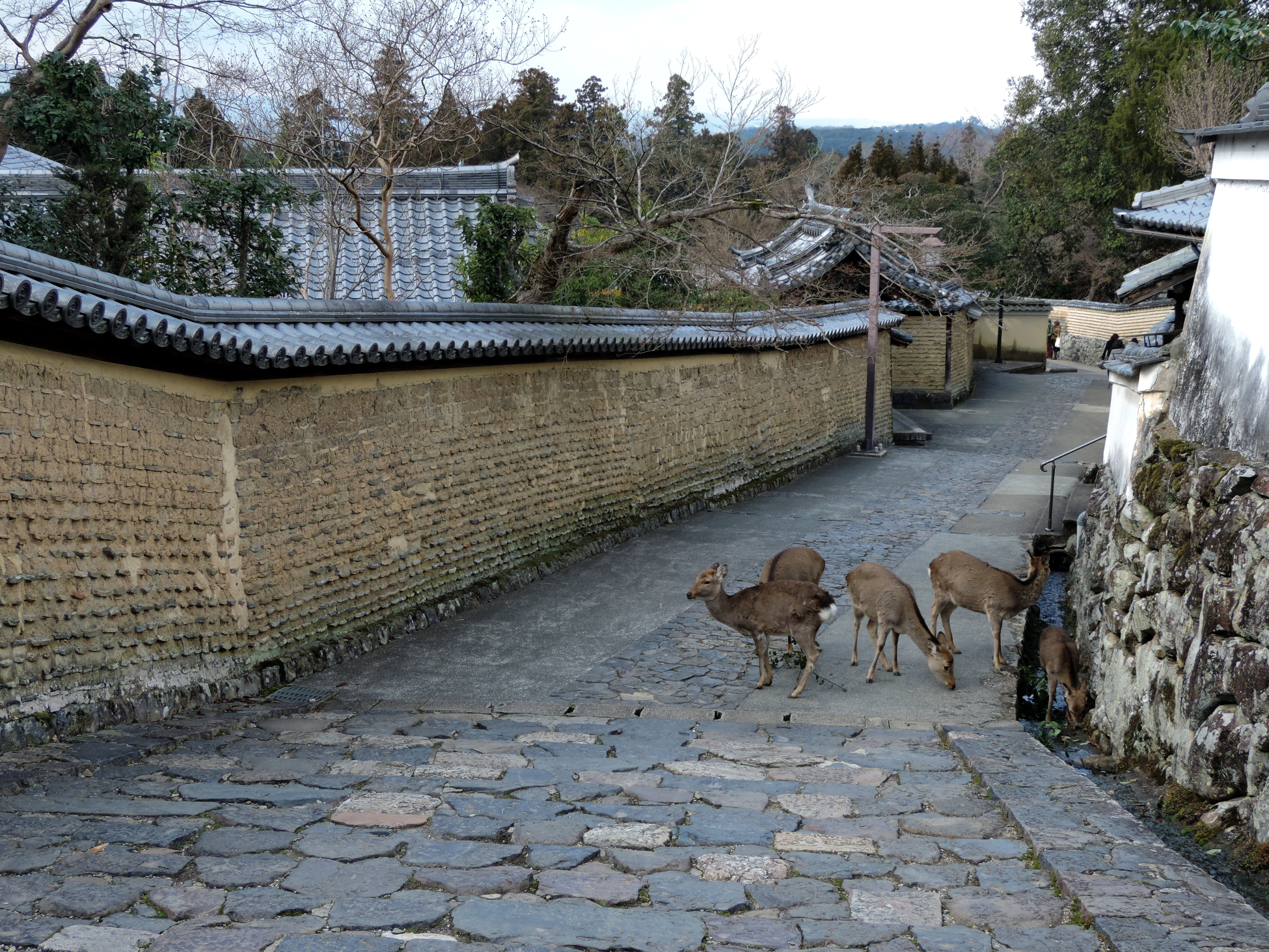 Nara – home of deer and Buddha